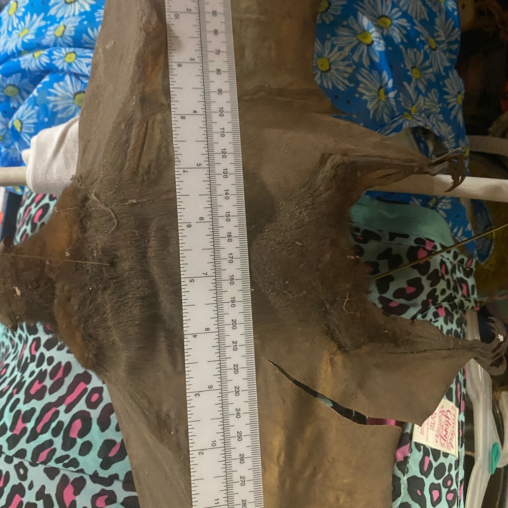 Large Brown Taxidermy Bat - Picture 3 of 11